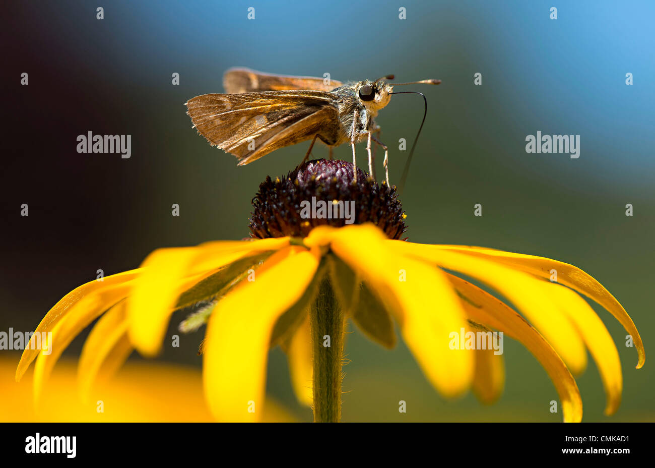 22. August 2012 - Roseburg, Oregon, USA - feeds ein Skipper Schmetterling mit seinen langen Rüssel auf eine Blume in einem county Park in der Nähe von Roseburg. Skipper Schmetterlinge sind benannt nach ihren schnellen stechen Flug Gewohnheiten. (Bild Kredit: Robin Loznak/ZUMAPRESS.com ©) Stockfoto