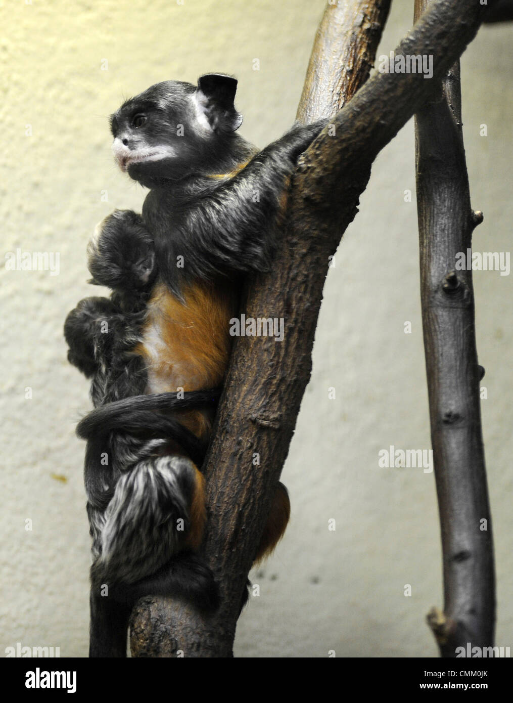 Usti Nad Labem, Tschechische Republik. 4. November 2013. Zwei Nachkommen rot-chested Mustached Tamarin (Saguinus Labiatus) sitzen auf der Rückseite der ein ausgewachsenes Tier im Zoo Usti Nad Labem, Tschechische Republik, am 4. November 2013. Bildnachweis: CTK Foto/Libor Zavoral/Alamy Live News Stockfoto