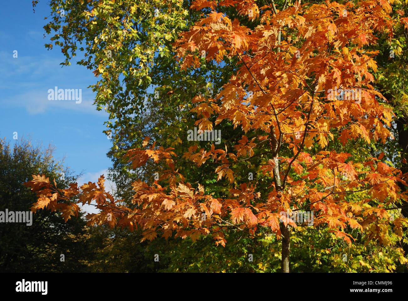 Herbstlaub im Vereinigten Königreich Stockfoto