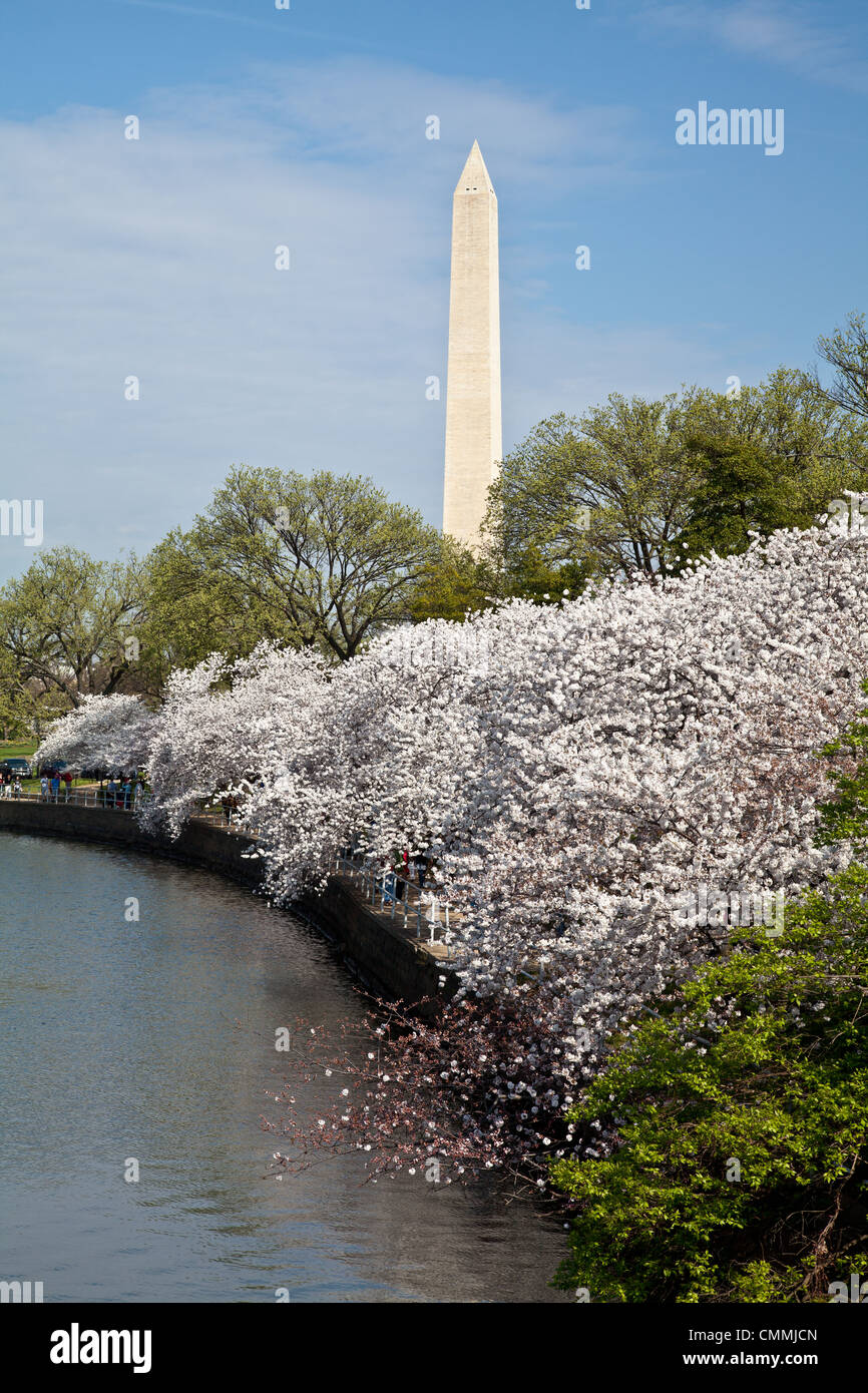 Kirschblüten in Tidal Basin in Washington, D.C. mit dem Washington Monument Stockfoto