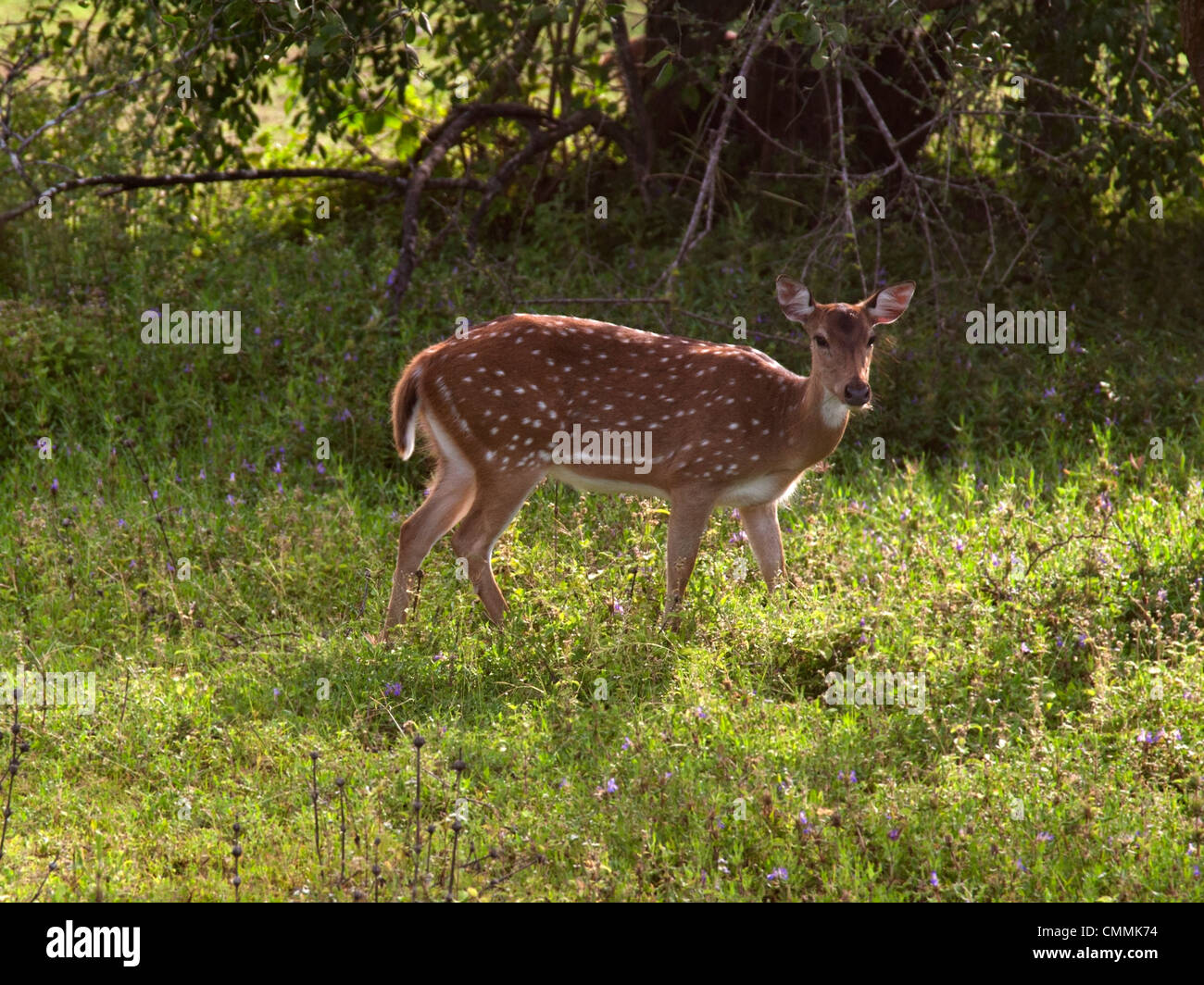 Doe, chital, Weiblich entdeckt Rehe, Yala Stockfoto