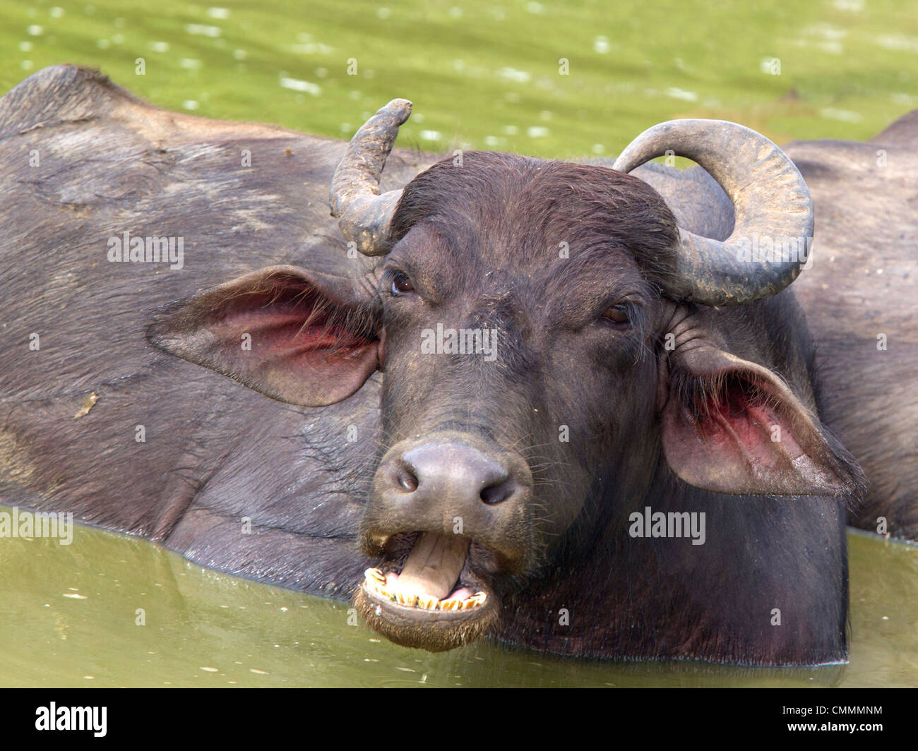 Wasserbüffel im Udawalawe-See Stockfoto