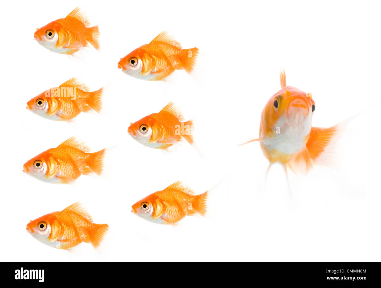 Goldfisch. Isolation auf den weißen Stockfoto