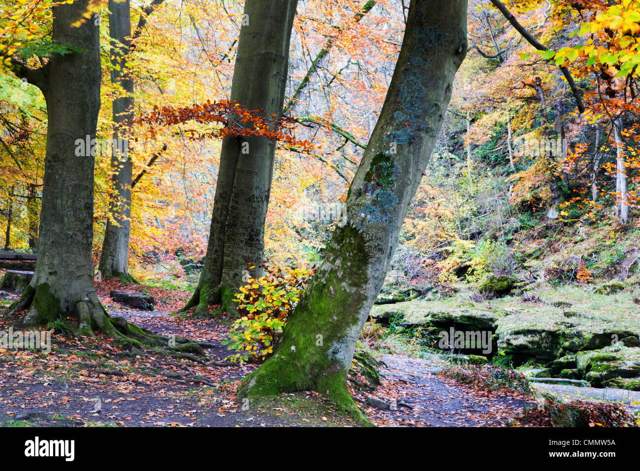 Herbstliche Bäume durch die Strid in Strid Wood, Bolton Abbey, Yorkshire, England, Vereinigtes Königreich, Europa Stockfoto