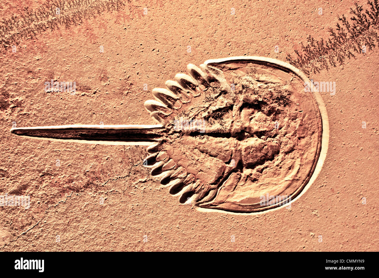Fosilized Horseshoe Crab. Thesen Tiere gelten als lebende Fossilien, da sie nicht viel in den 400 Millionen Jahren verändert haben. Stockfoto