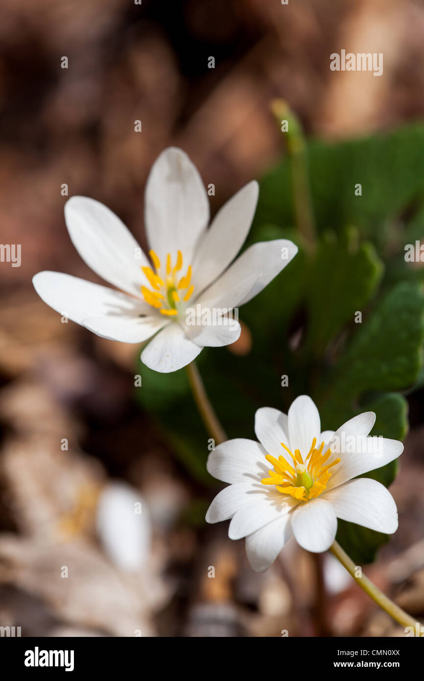 Die Blume der Blutwurz entwickelt und durch sein gewelltes Blatt steigt.  Es öffnet sich unter voller Sonne dann nachts wieder schließt.  Der Name kommt von den roten Saft in die unterirdischen Stamm.  Er blüht von März bis Mai.  Indianer verwendeten den Saft aus der Blutwurz als einen Würfel für Artikel von Kleidung, Kriegsbemalung, sowie einige medizinischen Anwendungen. Stockfoto