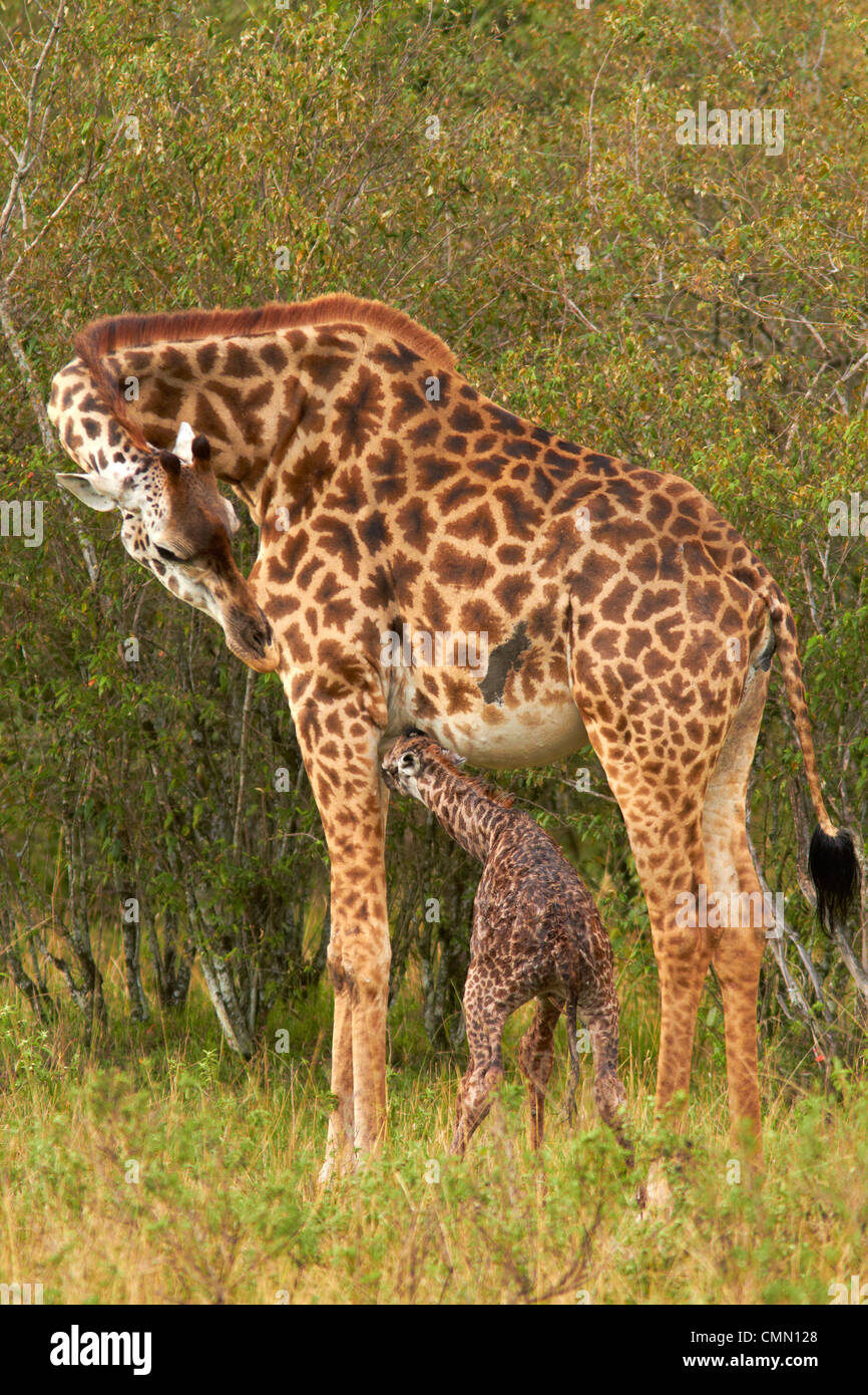 Neu geboren Masai Giraffe mit Mutter Stockfoto