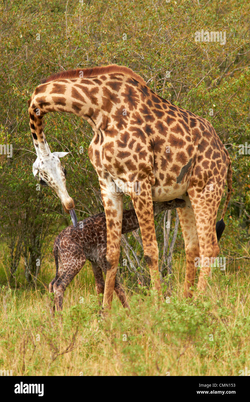 Neu geboren Masai Giraffe mit Mutter Stockfoto