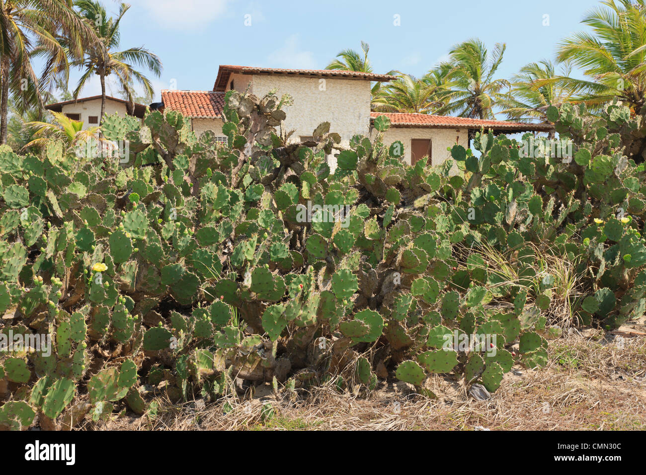 Kaktus, Camaratuba, Paraiba, Brasilien, Brasil Stockfoto