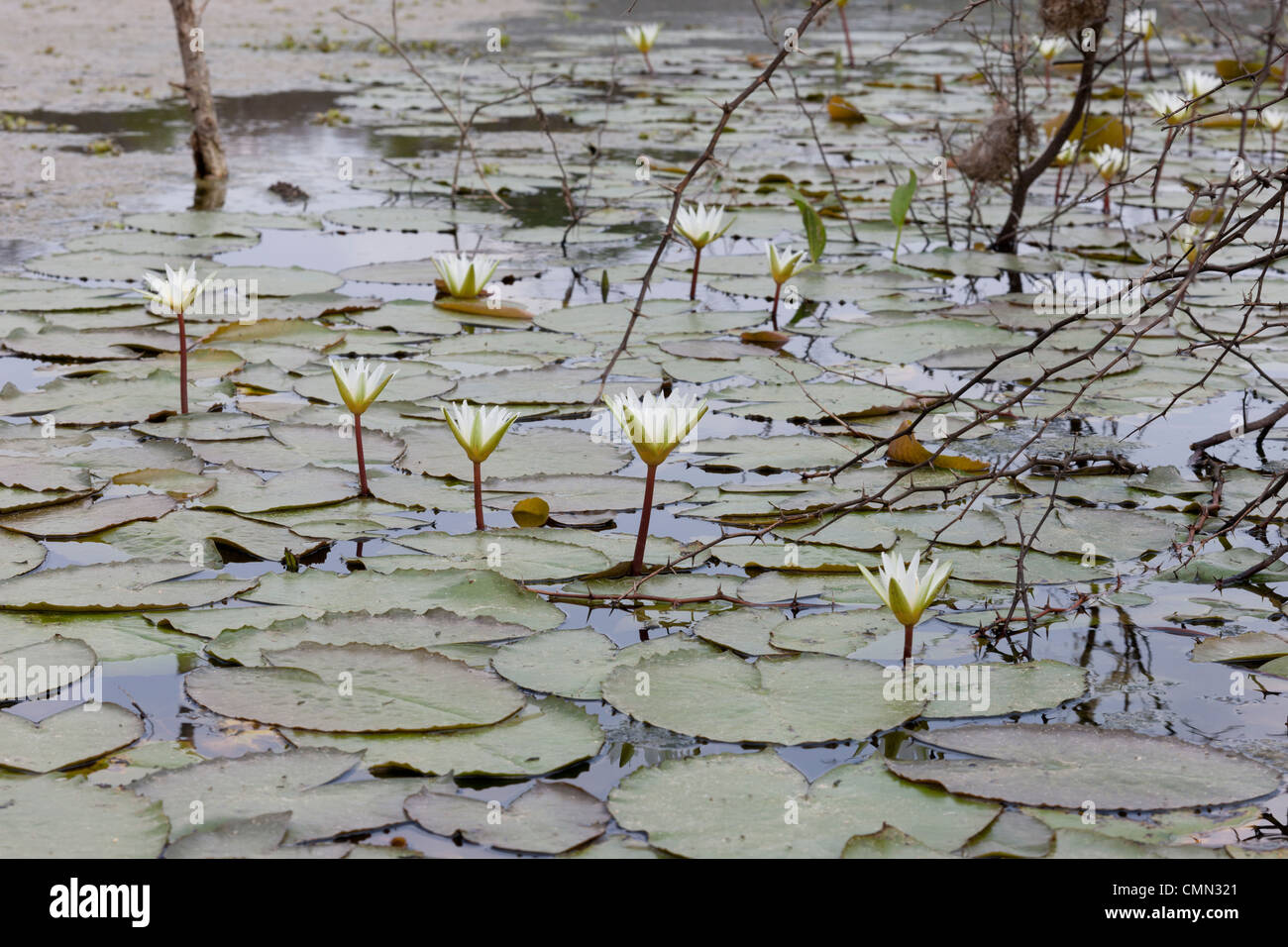 Weiße Seerosen, Lilie, Pai Mateus, Cabaceiras, Paraiba, Brasilien, Brasil Stockfoto