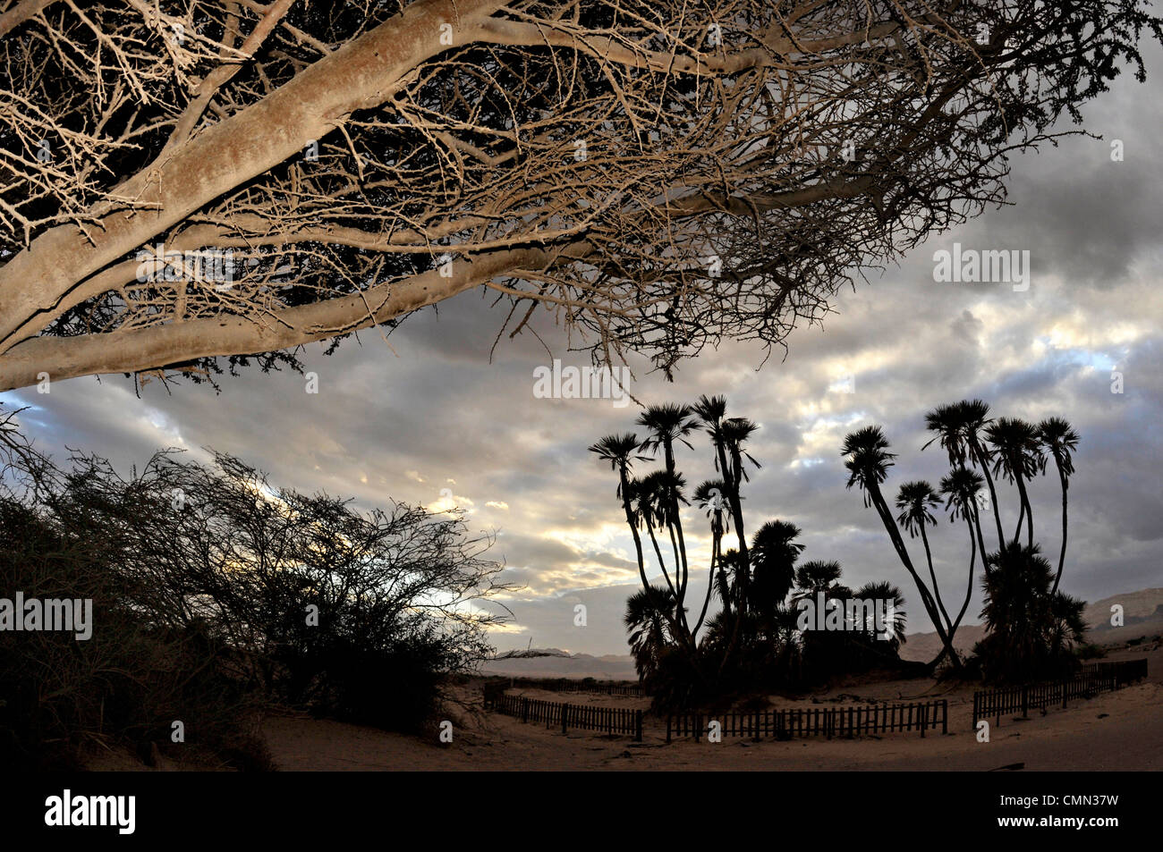 Doum Palmen in israel Stockfoto