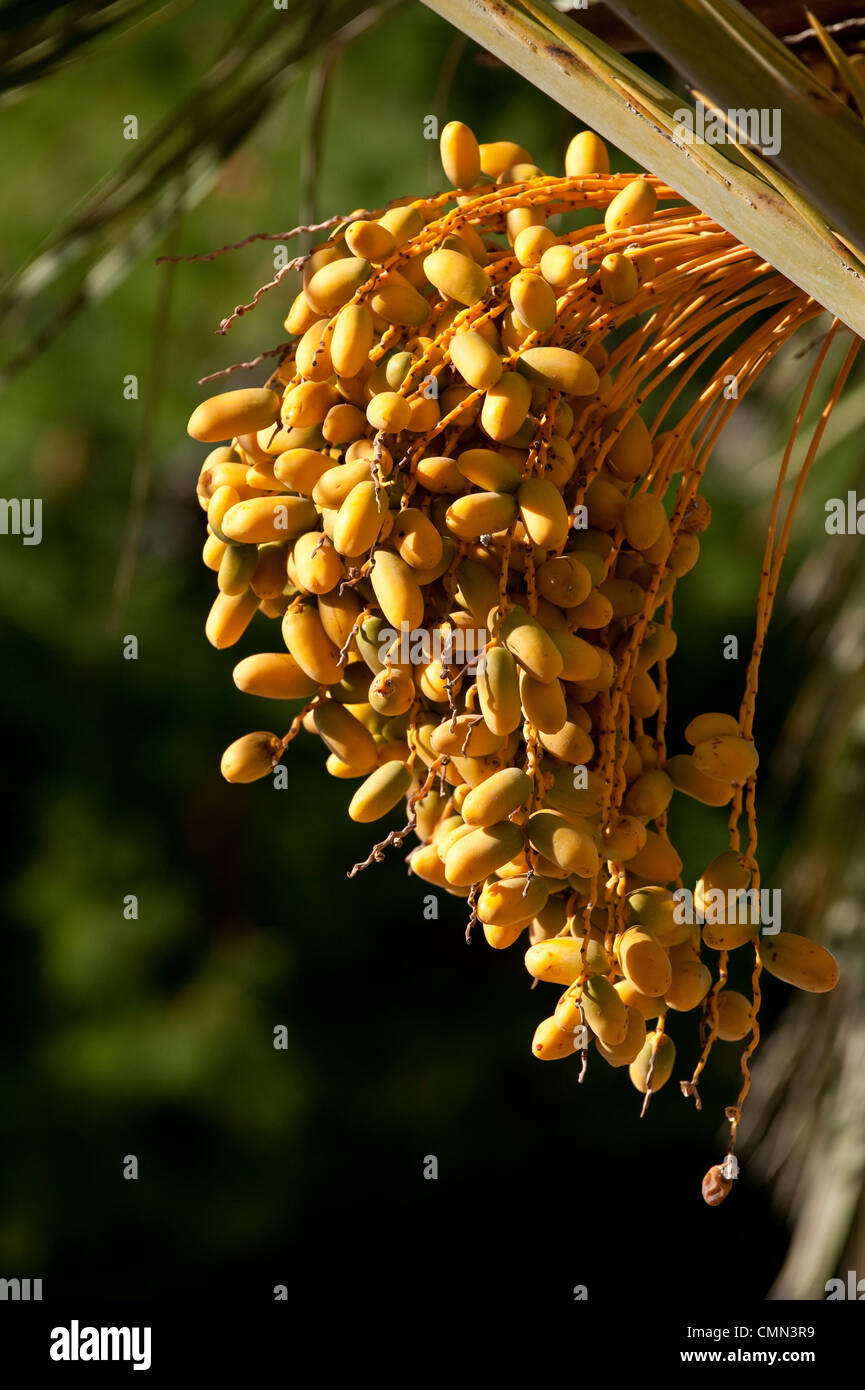 Termine, die Reifung Stockfoto