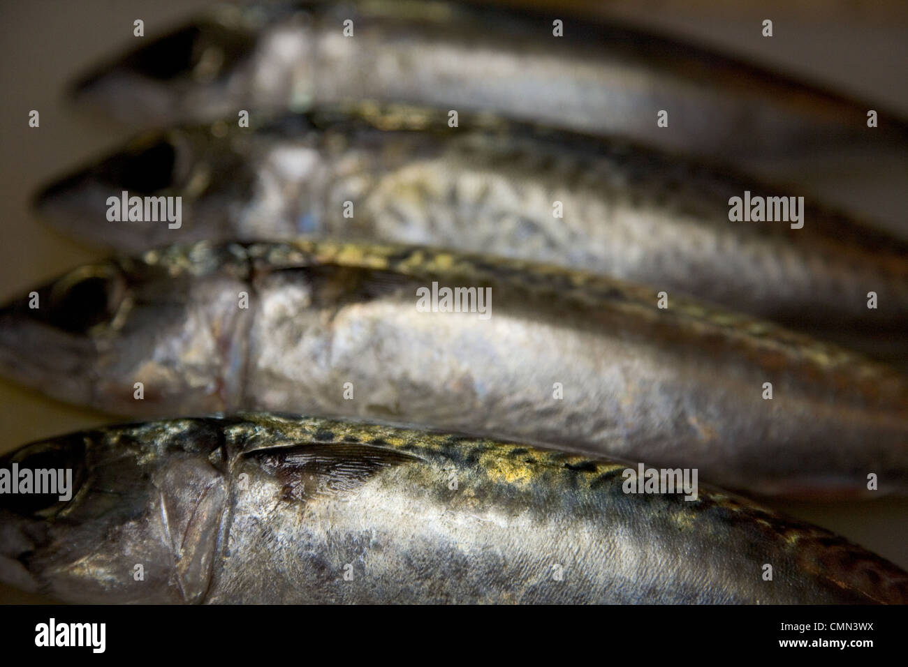 Schimmernde Sardinen in die Küche zum Kochen bereit Stockfoto