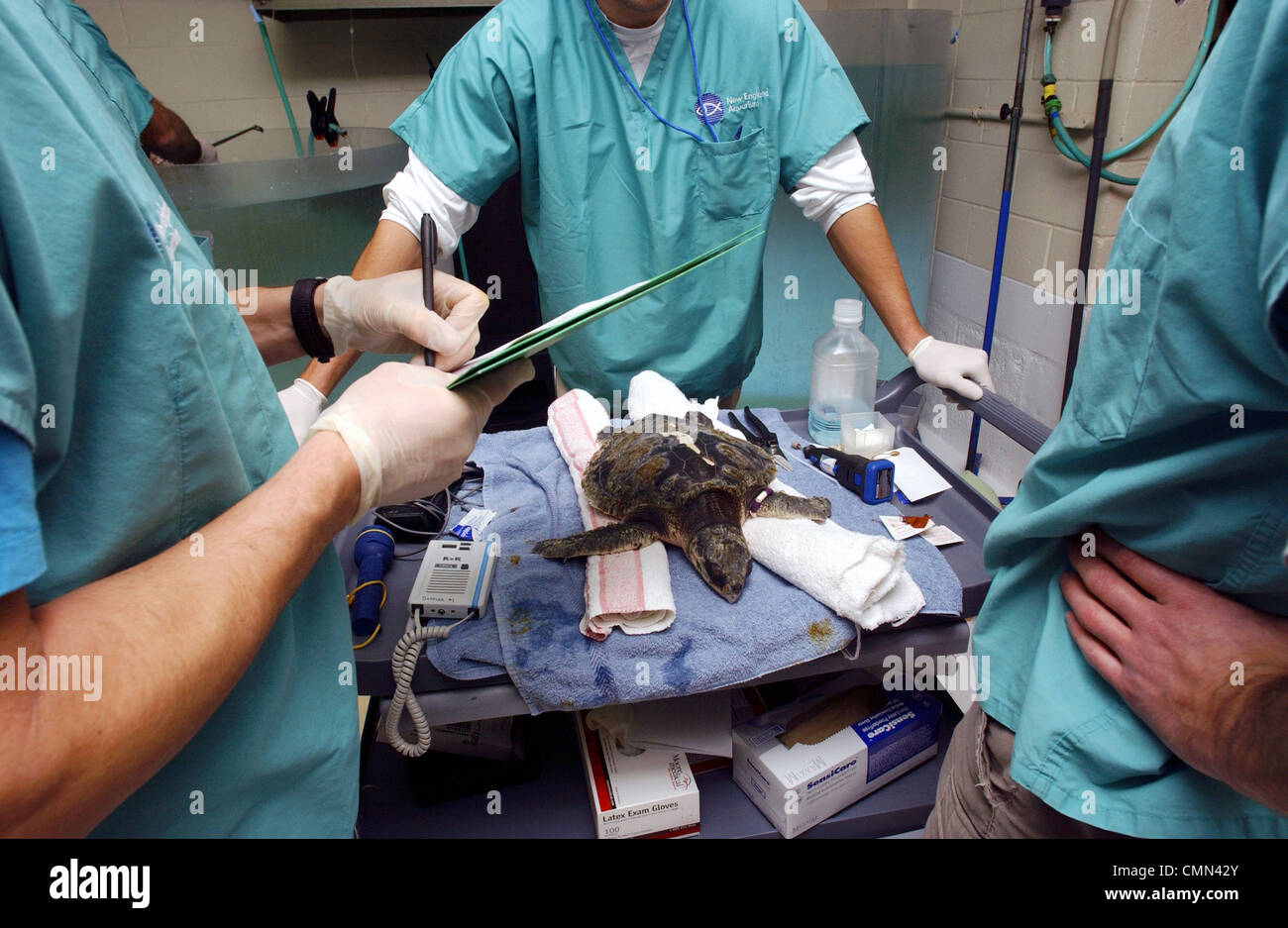 Biologen im New England Aquarium untersuchen eine Kemp Ridley Meeresschildkröten gerettet aus Cape Cod Bay Stockfoto