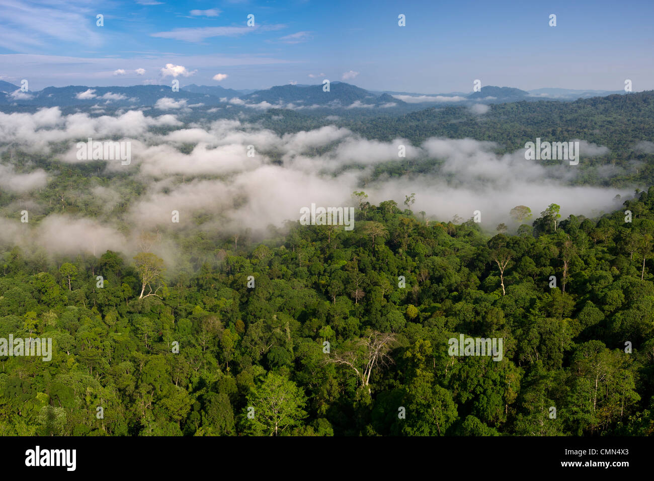 Niedrige Wolken hängen über Dipterocarp Tieflandregenwald. Danum Valley, Sabah, Borneo. Stockfoto