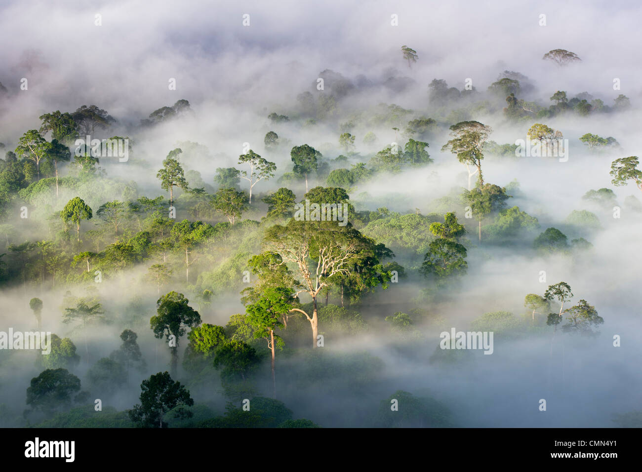 Nebel und niedrige Wolken hängen über Dipterocarp Tieflandregenwald, kurz nach Sonnenaufgang. Herzen der Danum Valley, Sabah, Borneo. Stockfoto
