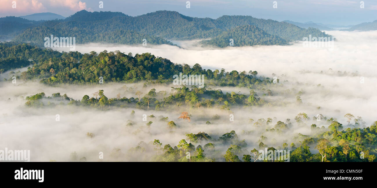 Nebel und niedrige Wolken hängen über Dipterocarp Tieflandregenwald, kurz nach Sonnenaufgang. Herzen der Danum Valley, Sabah, Borneo. Stockfoto