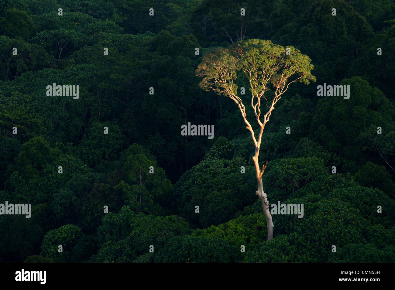 Emergente Menggaris Baum ragt die Überdachung des Dipterocarp Tieflandregenwald. Herzen der Danum Valley, Sabah, Borneo. Stockfoto