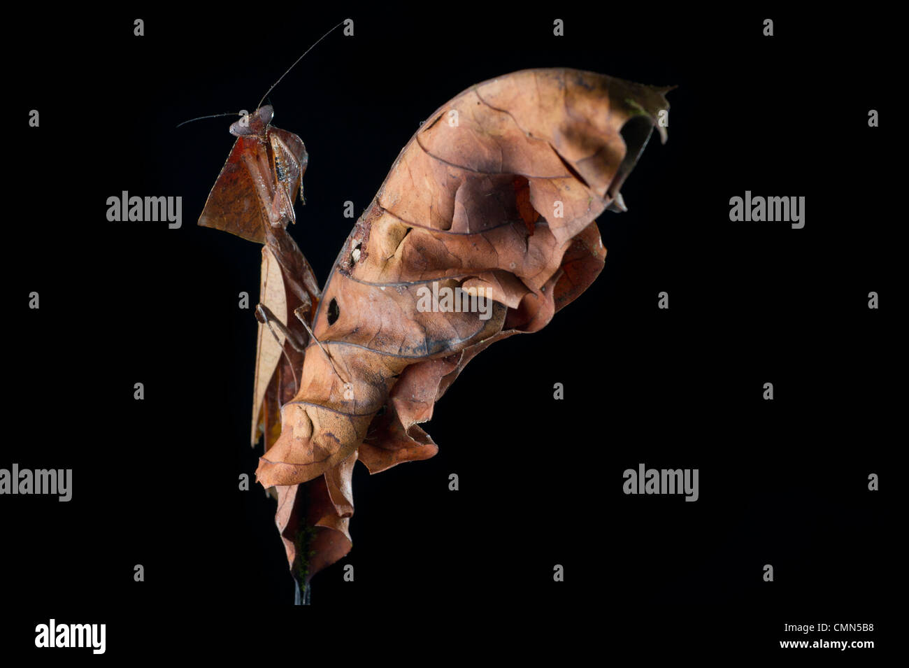 Riesige Tauben Blattheuschrecke auf trockenen Blatt in den Regenwald Stelzwurzeln, in der Nähe von Ginseng Camp Sabahs "Lost World", Maliau Basin, Borneo Stockfoto