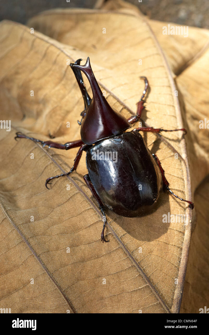 Insekten Orycteshinozeros mit Horn auf den getrockneten Blättern. Einhorn-Käfer Stockfoto