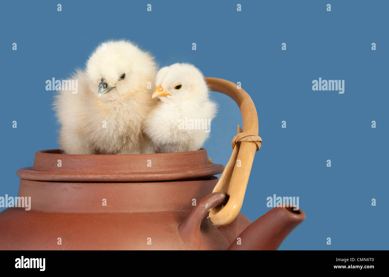 Zwei entzückende Ostern Küken kuscheln auf Keramik Teekanne Stockfoto