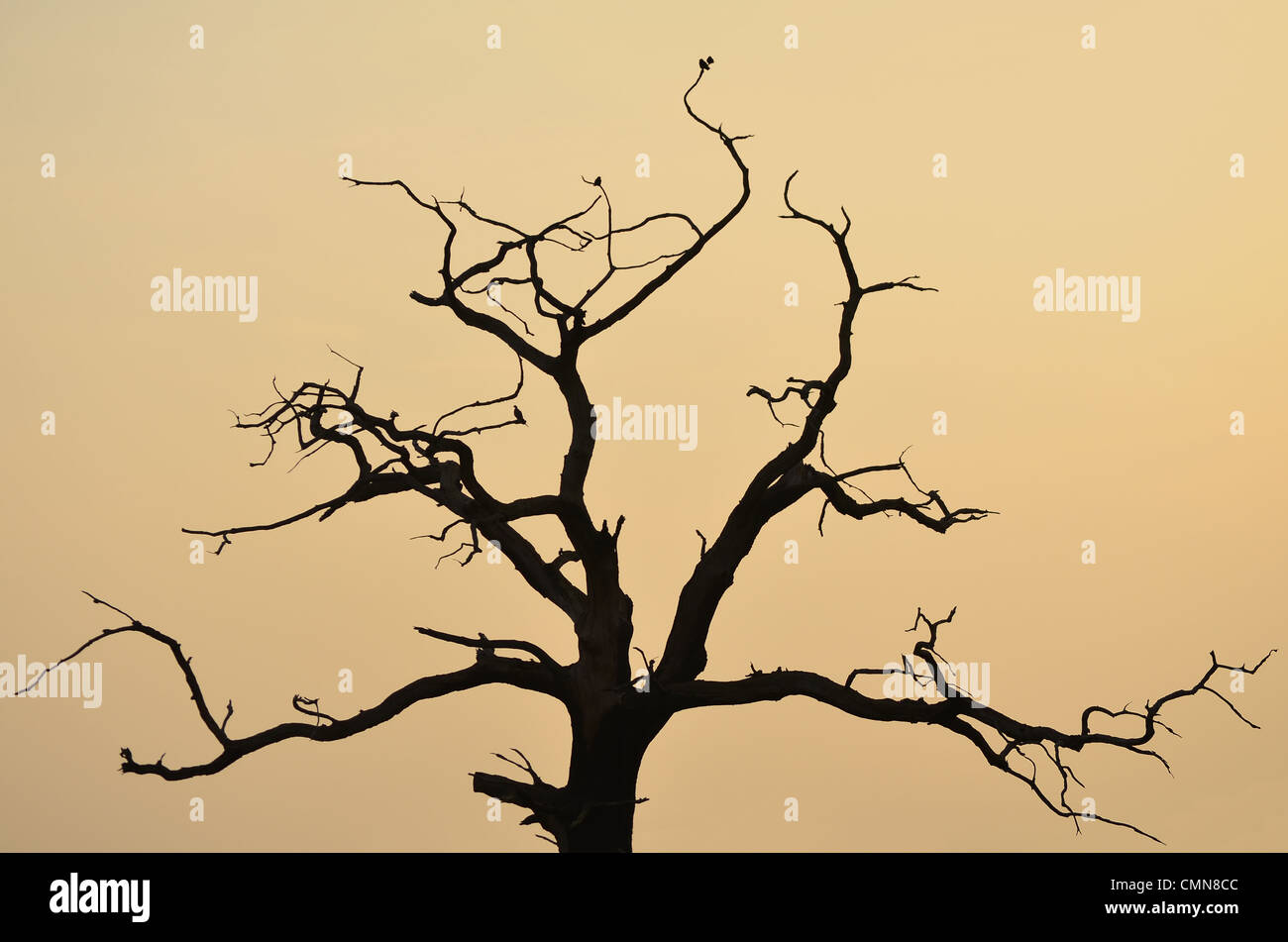 Baum-Silhouette gegen orange Sonnenuntergang. Kleine Vögel saßen in den Zweigen. Stockfoto