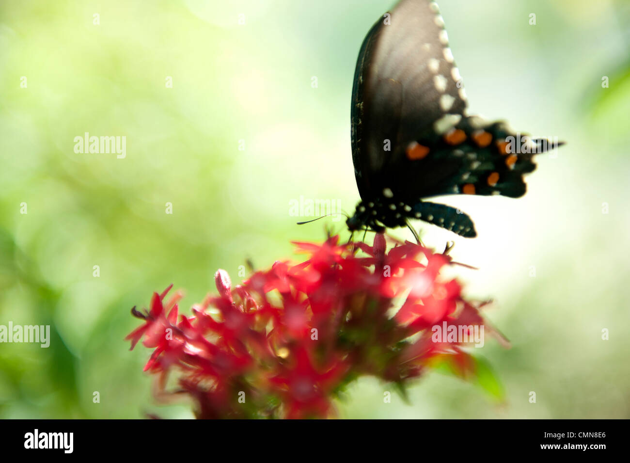 Hocken auf blühende Blume Schmetterling Stockfoto