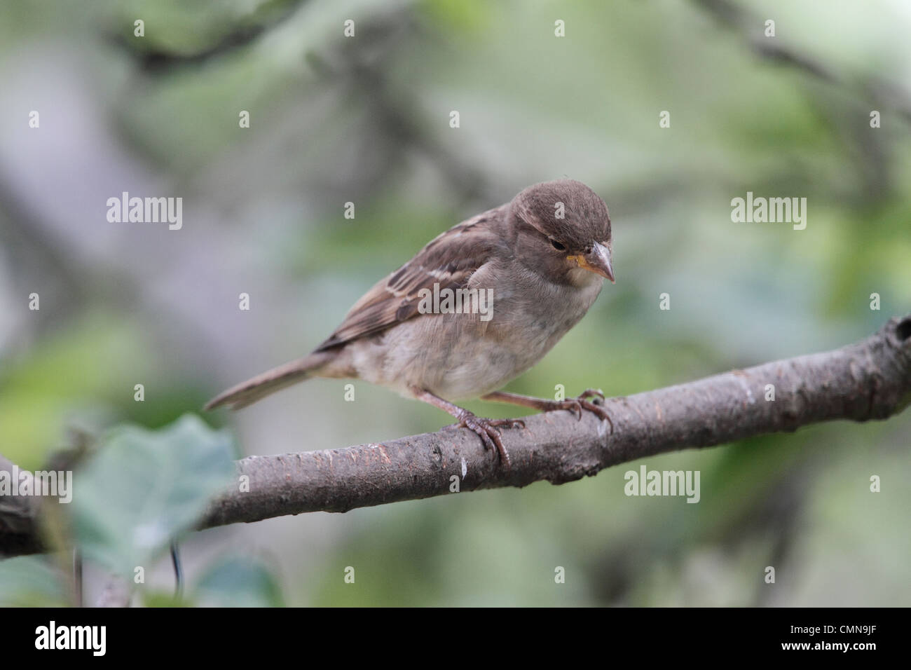 Der Haussperling, Passer Domesticus, ist ein Vogel der Spatz Familie Passeridae, unterscheiden sich die seltener Baum-Spatz in Stockfoto