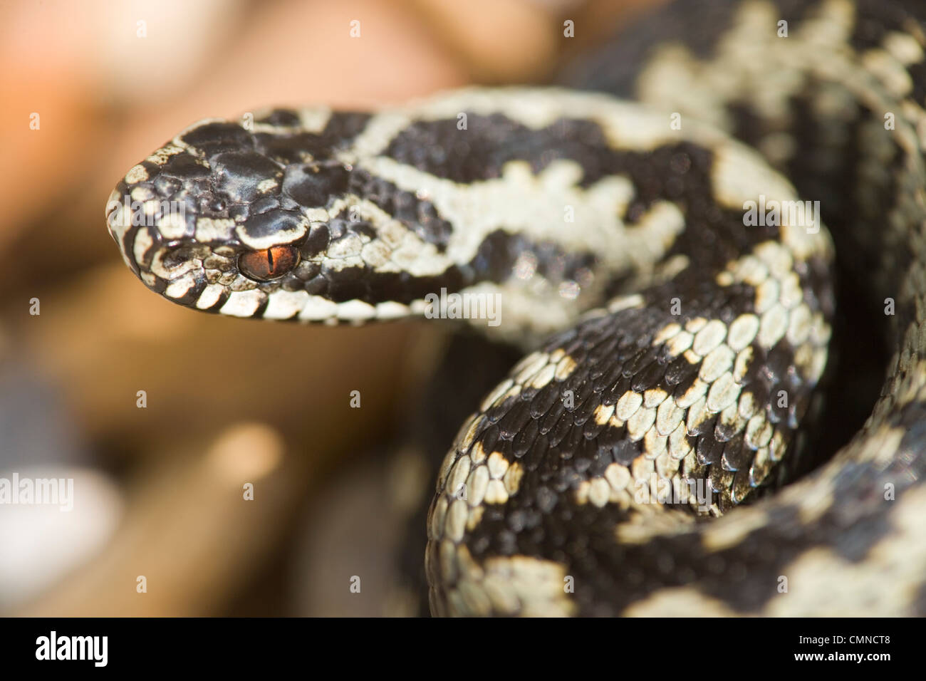 Kreuzotter (Vipera Berus). Männlichen Erwachsenen. Zeigt invertiert 'V'-Muster auf der Rückseite des Kopfes, ein Mittel zur Speziesidentifizierung. Stockfoto