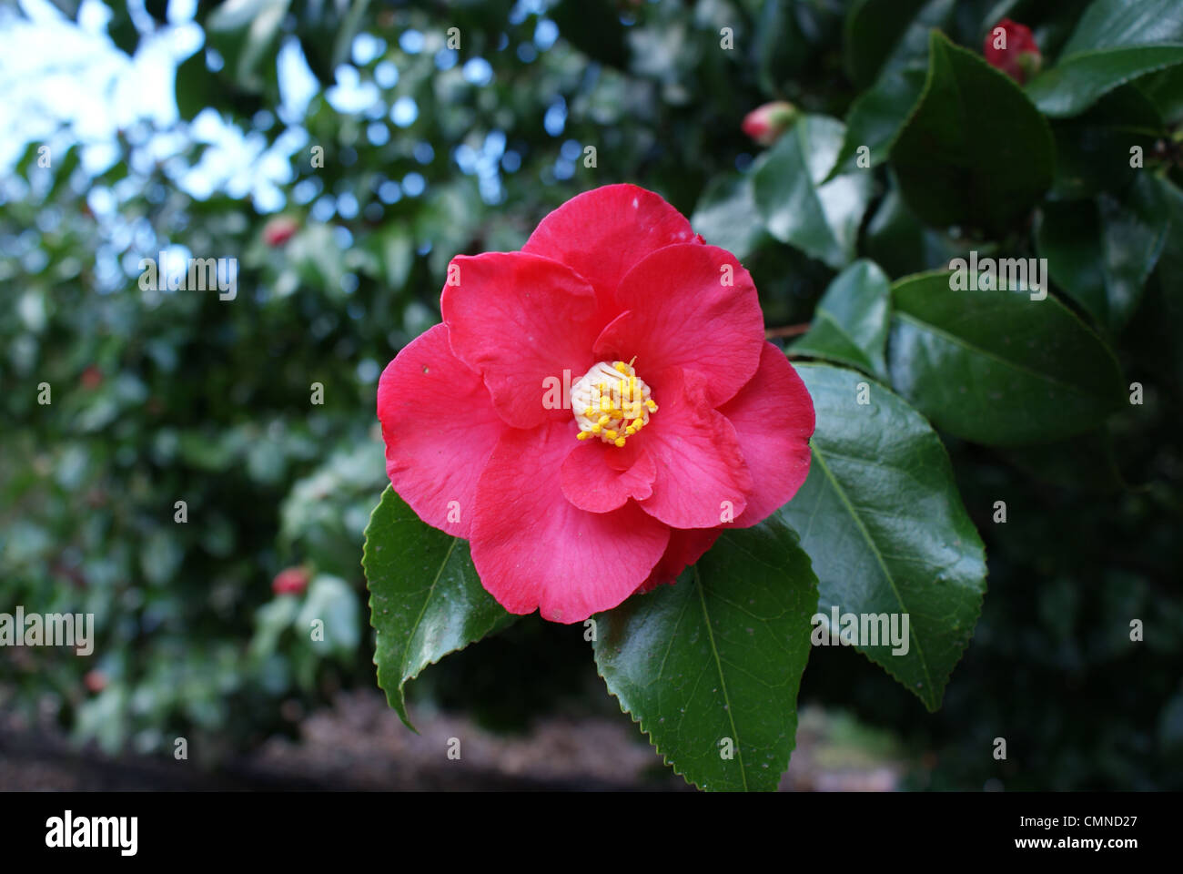 Rosa rot Rhododendron. Stockfoto