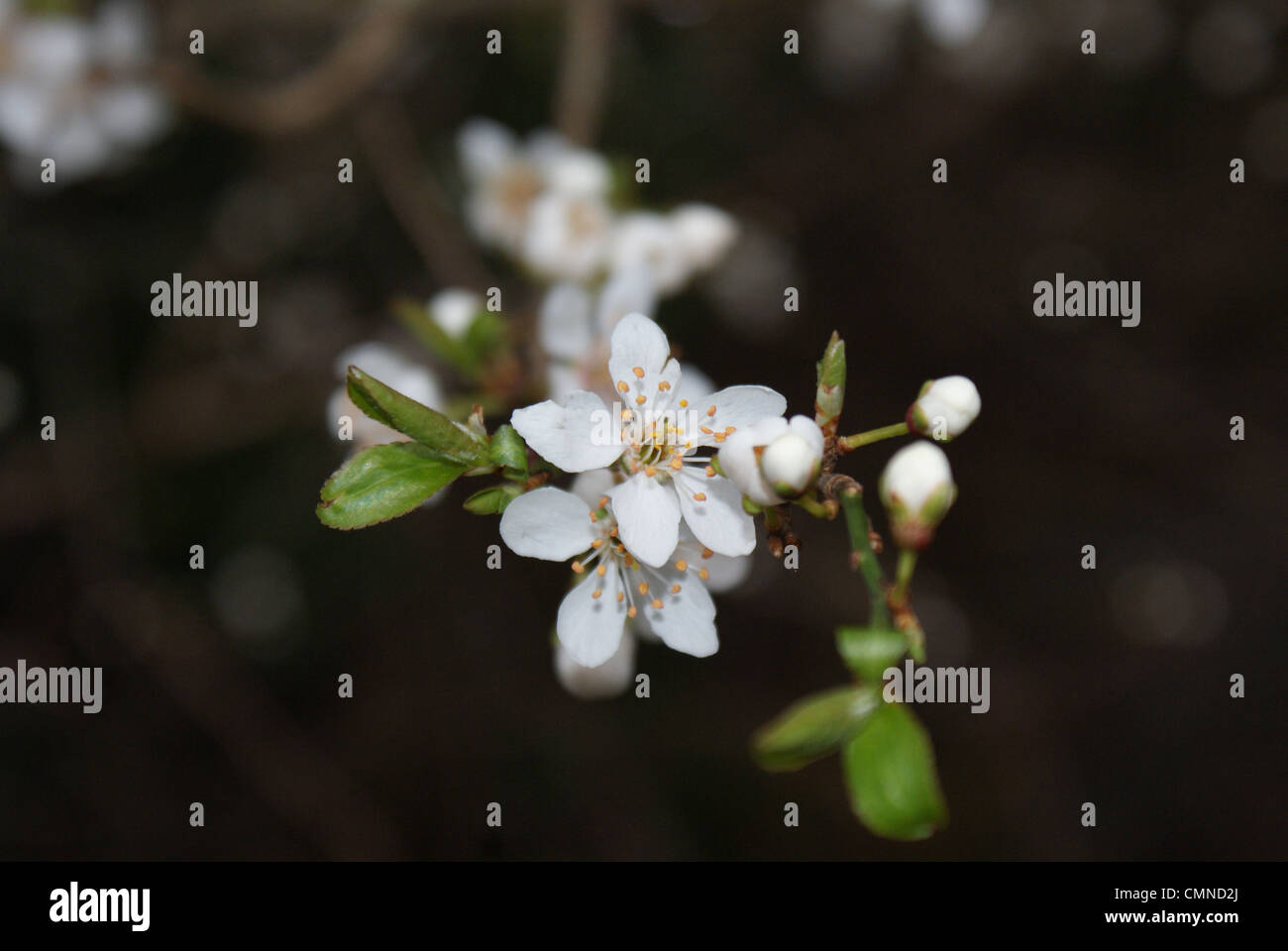 Kleine weiße Blume. Stockfoto