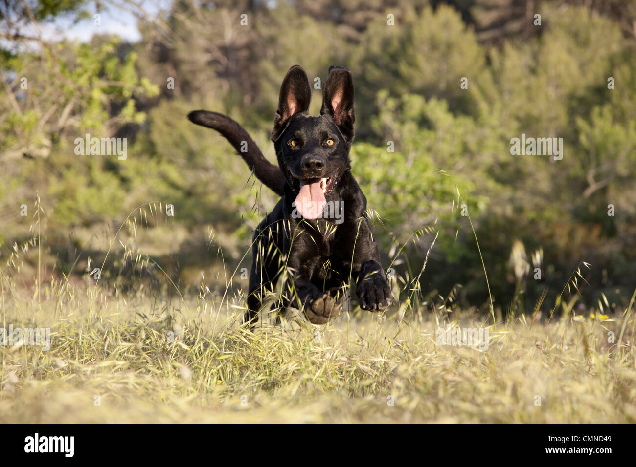 Hund, Bounding, Frühling, Vitalität, Walkies Stockfoto