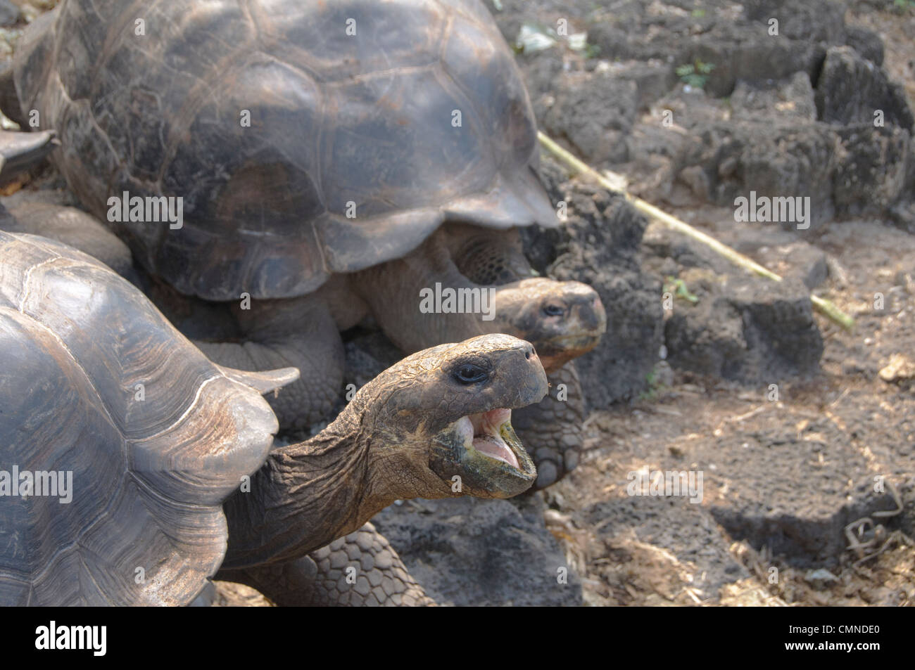 Weibliche Riesenschildkröten auf den Galápagos-Inseln Stockfoto