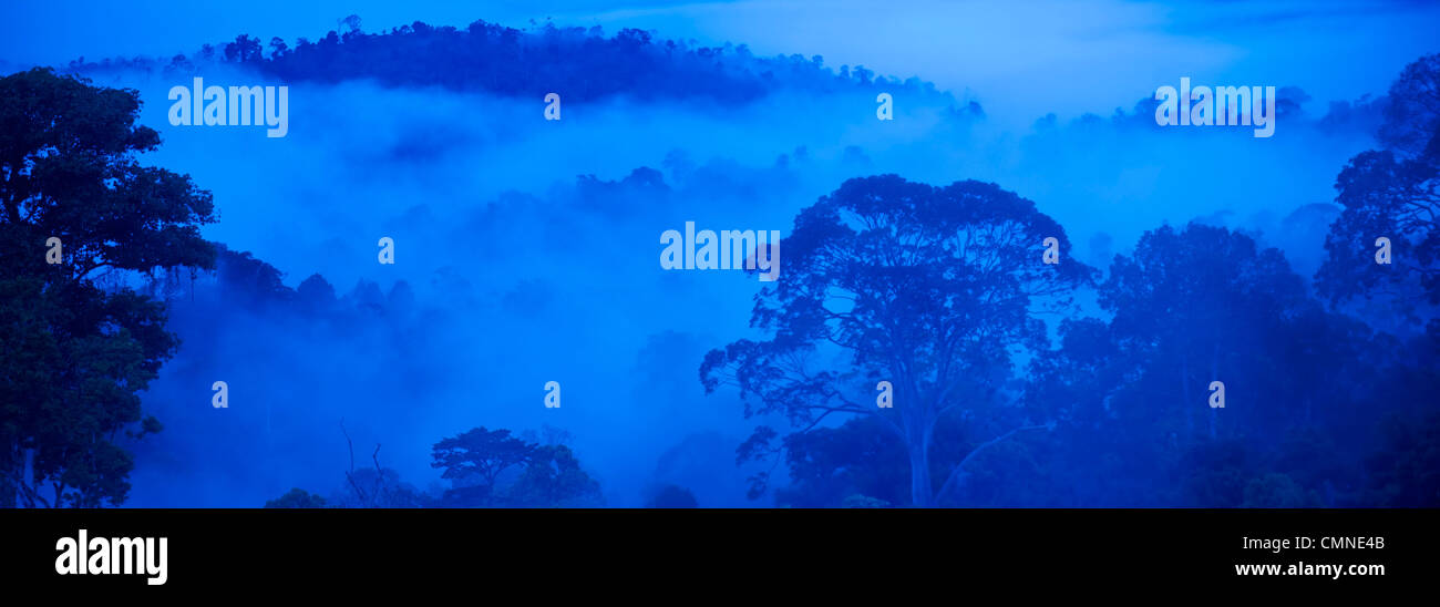 Dipterocarp Tieflandregenwald nachts bei Mondschein getroffen. Maliau Basin - Sabah ist "Welt verloren" - Borneo. Stockfoto
