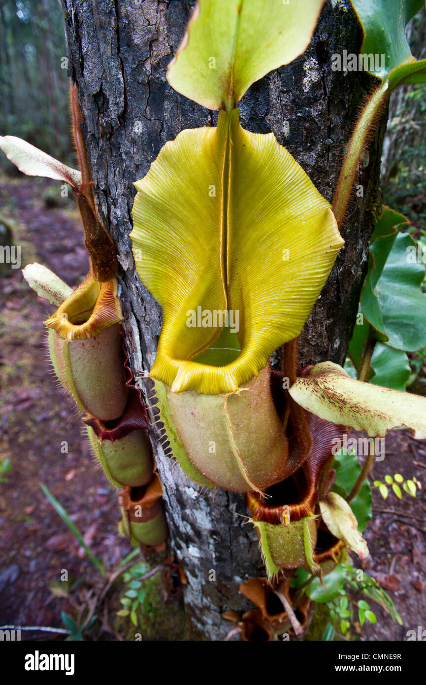 Große Antenne Krug Kannenpflanze. Montane moosigen Heide Wald (Kerangas), Maliau Basin, Sabah "Lost World", Borneo Stockfoto