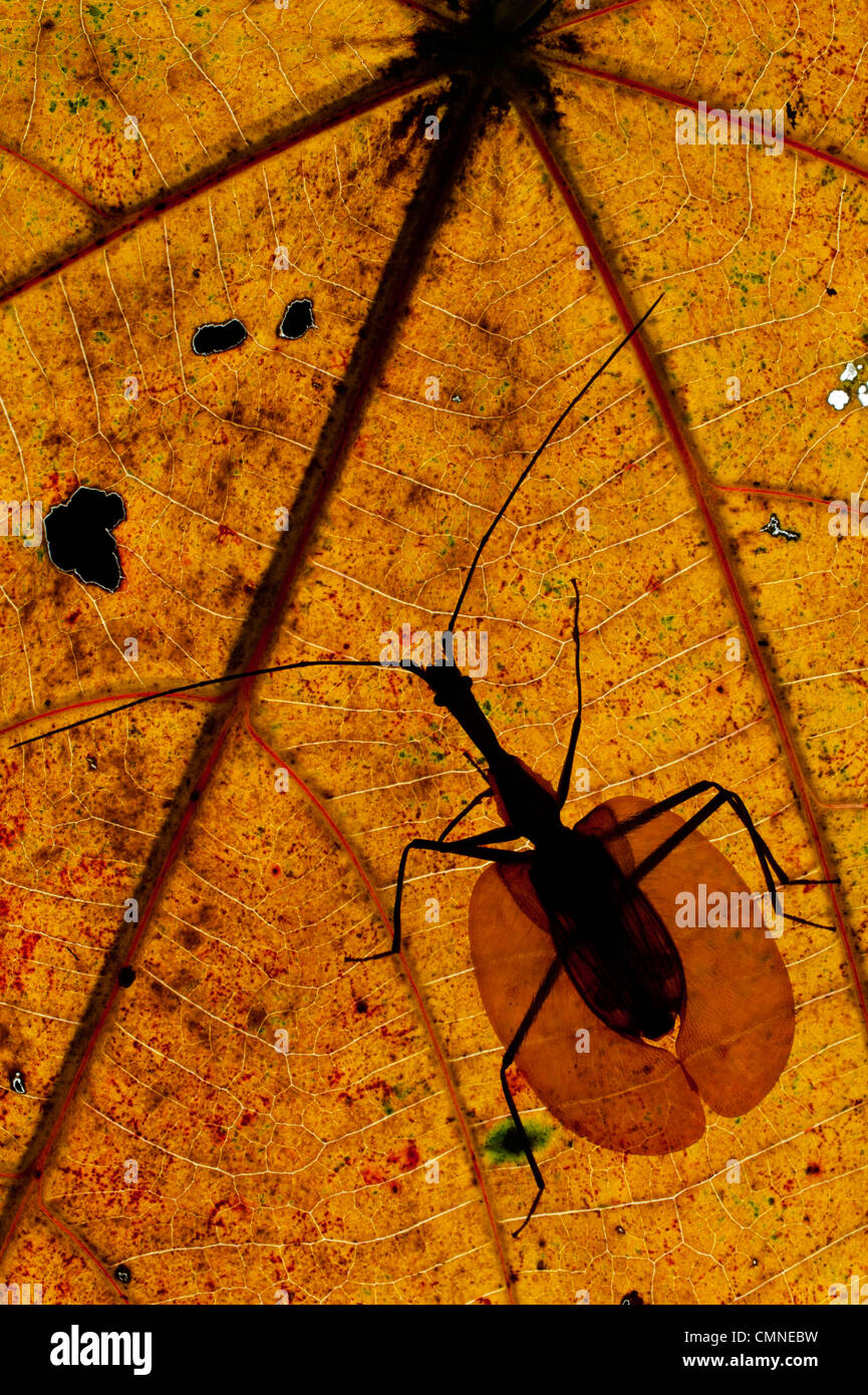 Erwachsene Violine Käfer auf verfallenden Blatt auf dem Boden des Regenwaldes. In der Nähe von Ginseng Camp, Sabah "Verlorene Welt", Maliau Basin, Borneo Stockfoto