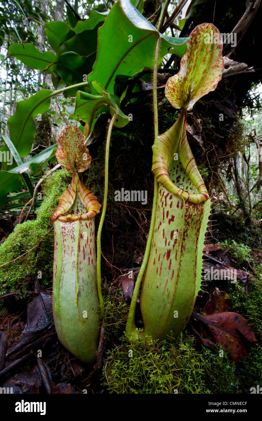 Große Krüge natürliche Hybriden Kannenpflanze. Montane moosigen Heide Wald (Kerangas), südlichen Hochebene, Maliau Basin, Borneo Stockfoto