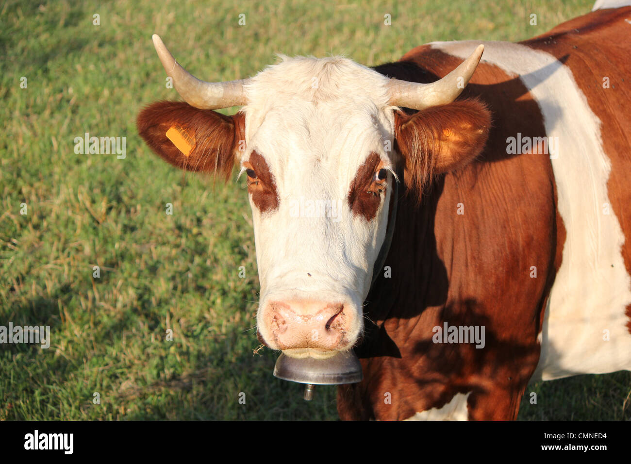 Kopf einer Kuh mit großen Hörnern und grau metallic Bell beim Fotografen suchen Stockfoto
