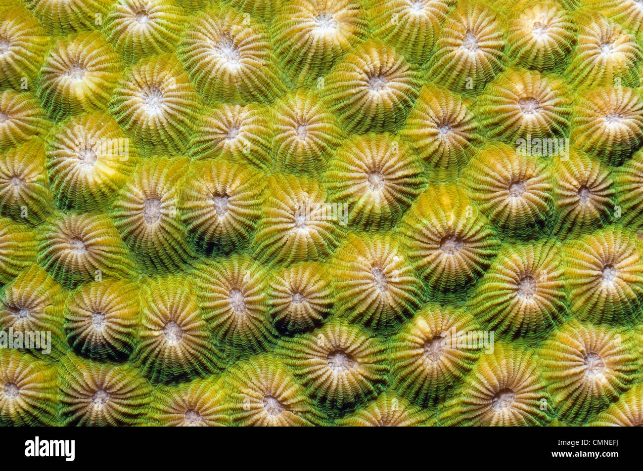 Stony Coral. Familie Faviidae. Rinca, Komodo National Park, Indonesien. Stockfoto