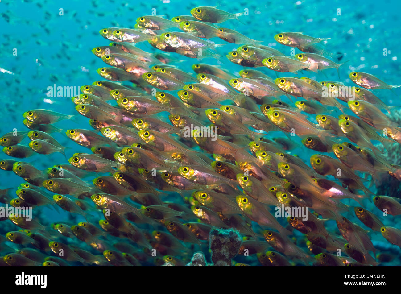 Pygmäen Kehrmaschinen. Andamanensee, Thailand. Stockfoto