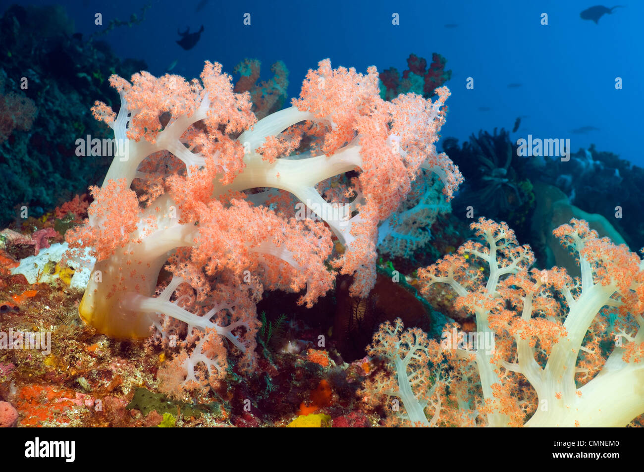 Baum Koralle, Rinca, Komodo National Park, Indonesien. Stockfoto