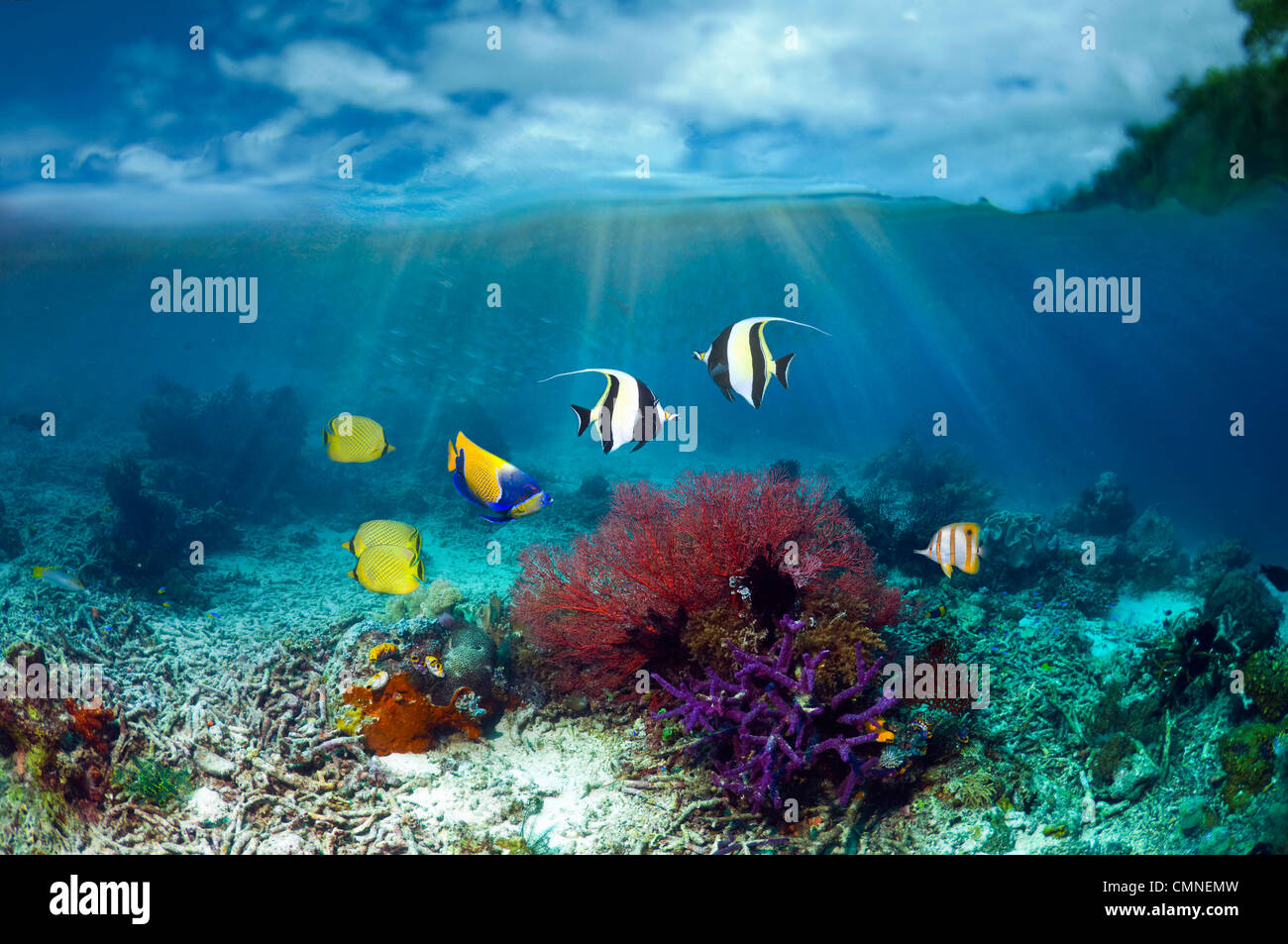 Maurischen Idole, blau geringelt Kaiserfisch und Latticed Butterflyfish. Stockfoto