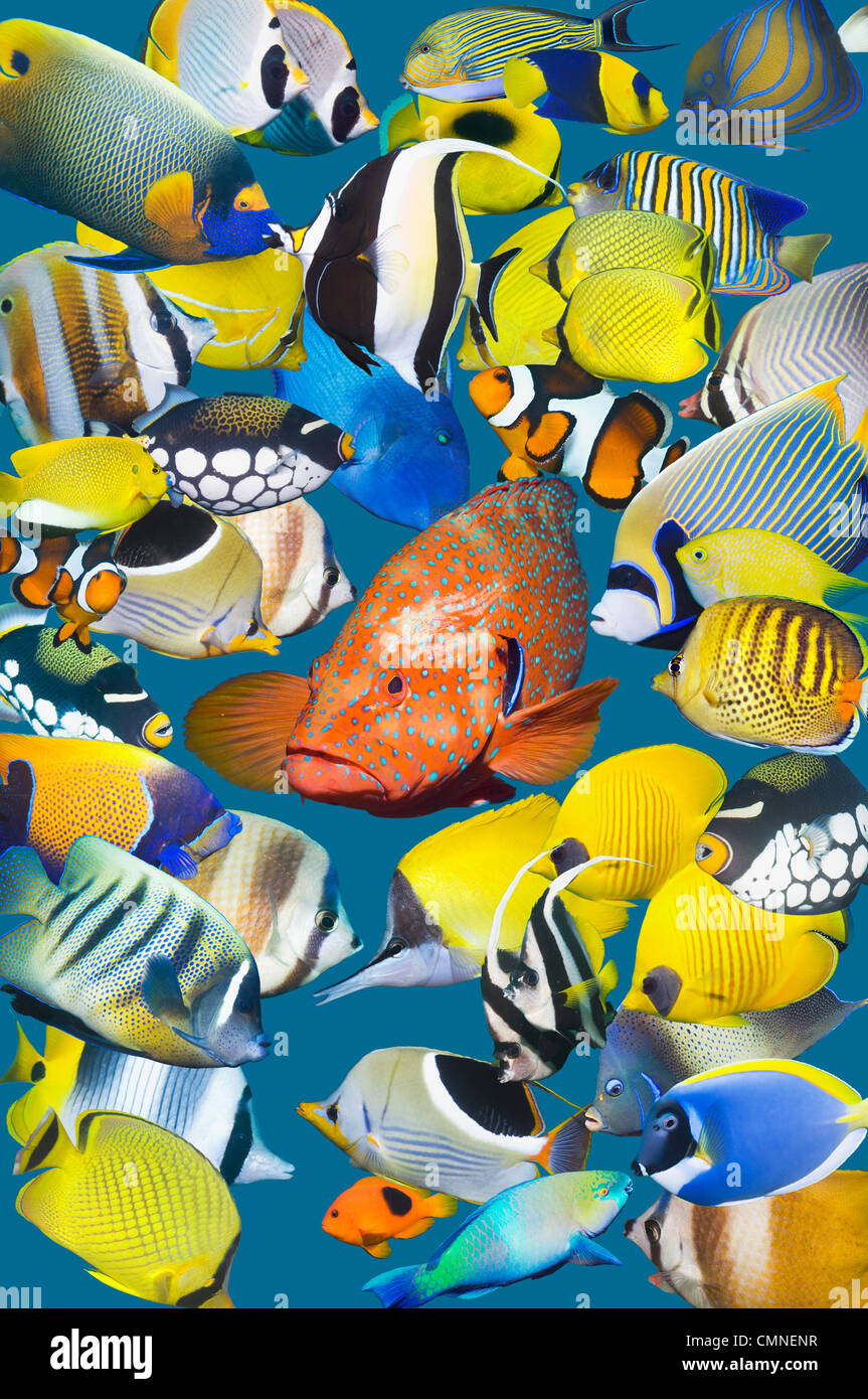 Montage von bunten tropischen Riff-Fische, mit Korallen Hind im Zentrum. Stockfoto