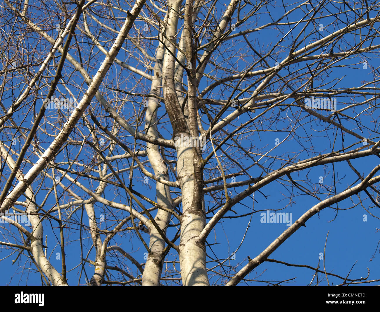 Pappeln im Frühjahr / Zierrat Im Frühling Stockfoto