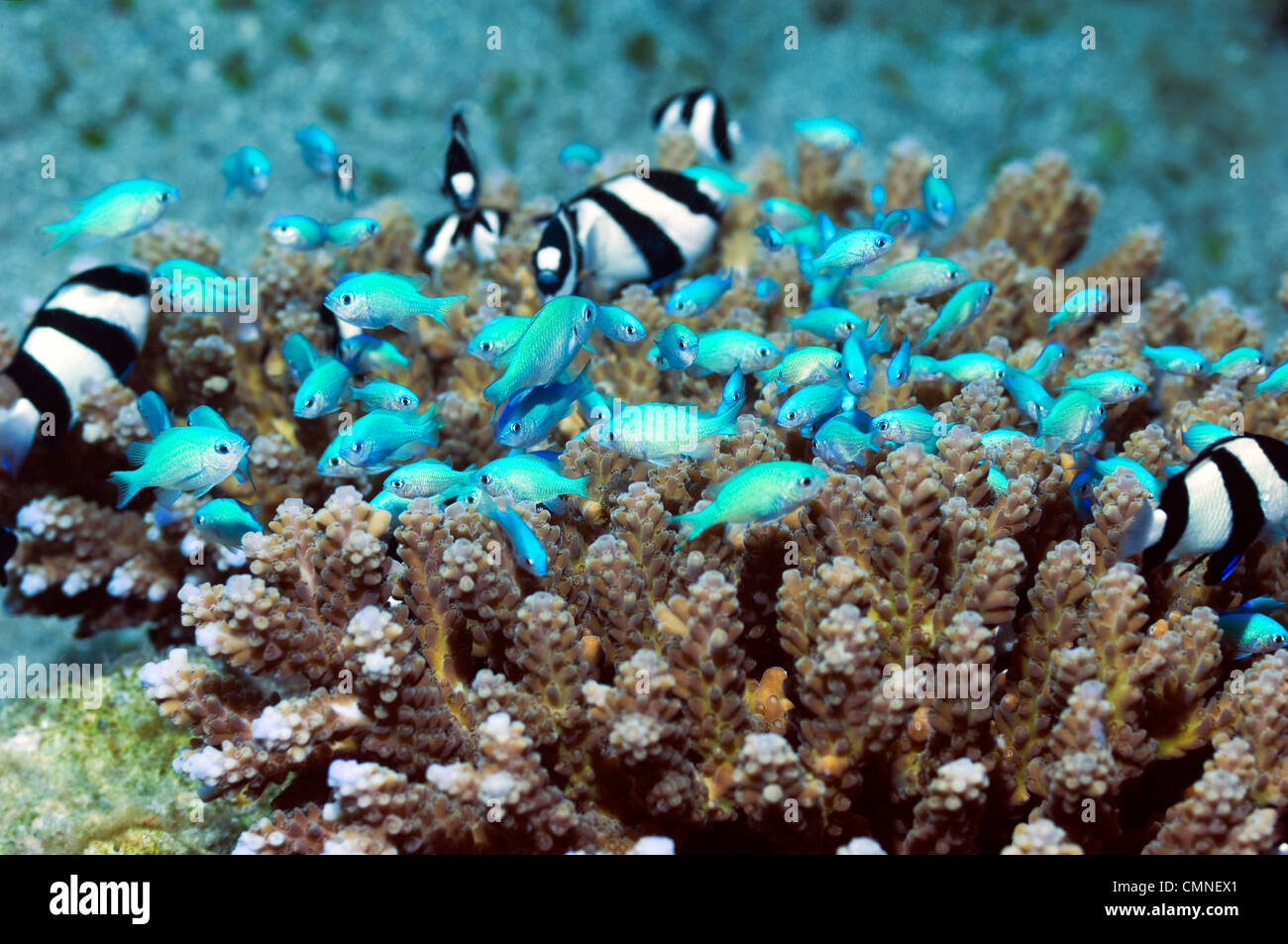 Blau-grüne Chromis und Whitetail Dascyllus bergende Acropora Korallen, Indonesien. Stockfoto