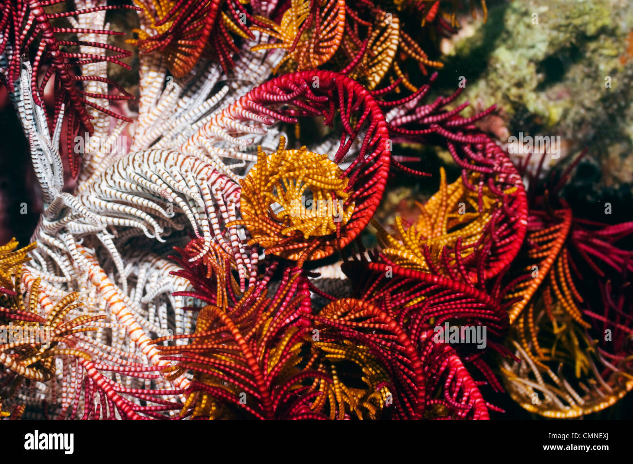 Crinoid oder Featherstar, Indonesien. Stockfoto