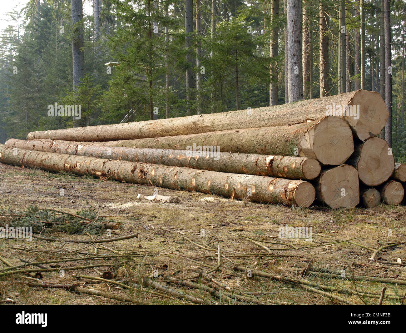 lange meldet sich nach Bäume umgefallen / Langholz Nach Baumfällung Stockfoto