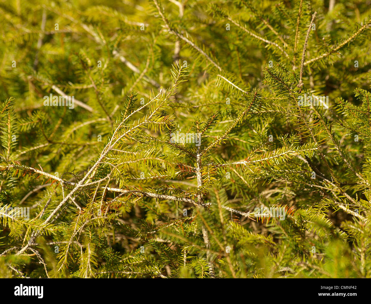 Zweige von einer Fichte / Picea Abies / Äste Einer Gemeinen Fichte Stockfoto