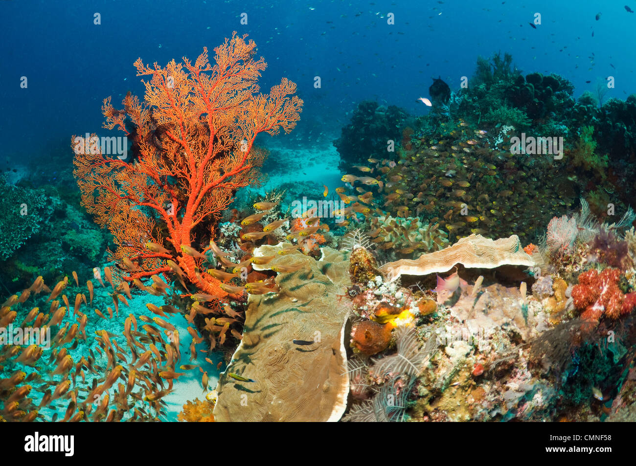 Korallenriff mit Kehrmaschinen und Gorgonien. Nationalpark Komodo, Indonesien. Stockfoto