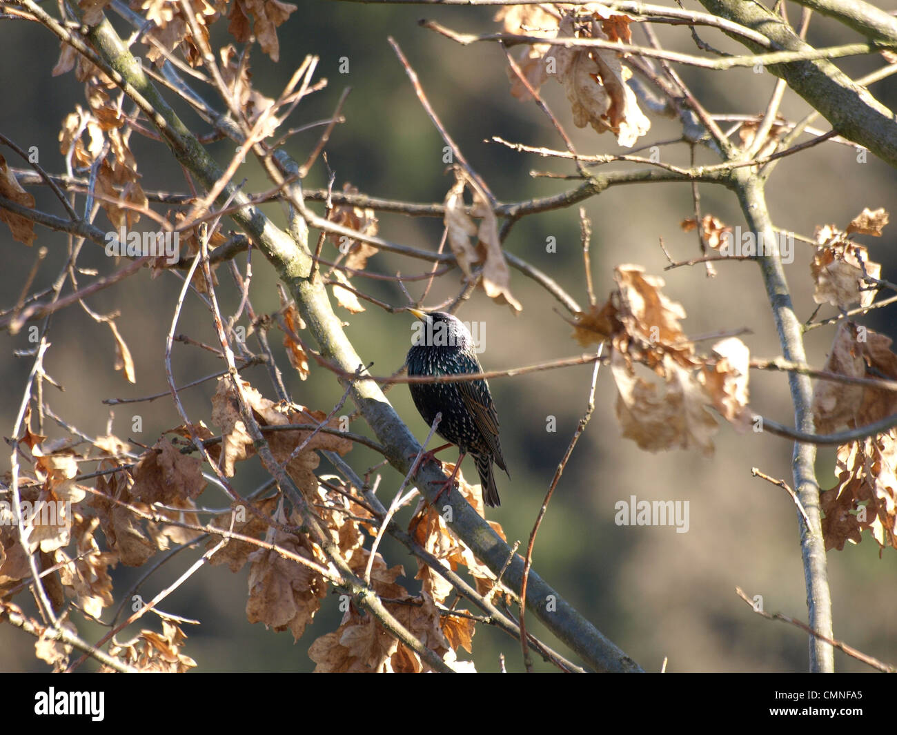 Gemeinsamen Starling auf einer englischen Eiche / Sturnus Vulgaris, Quercus Robur / Star Auf Einer Stiel-Eiche Stockfoto